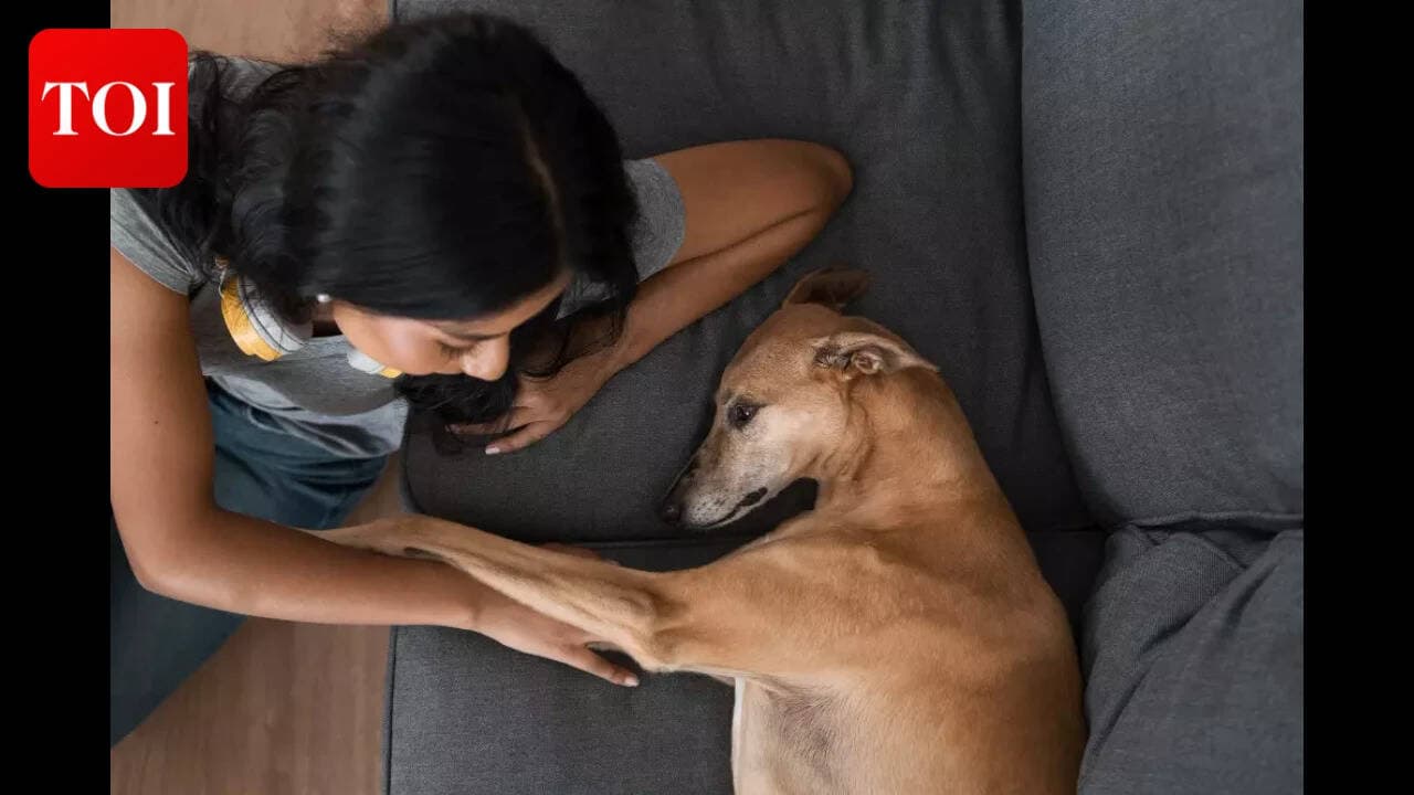 Dog Owners Face Legal Risk: Martin Lewis warns on liability gap; pet insurance may not cover