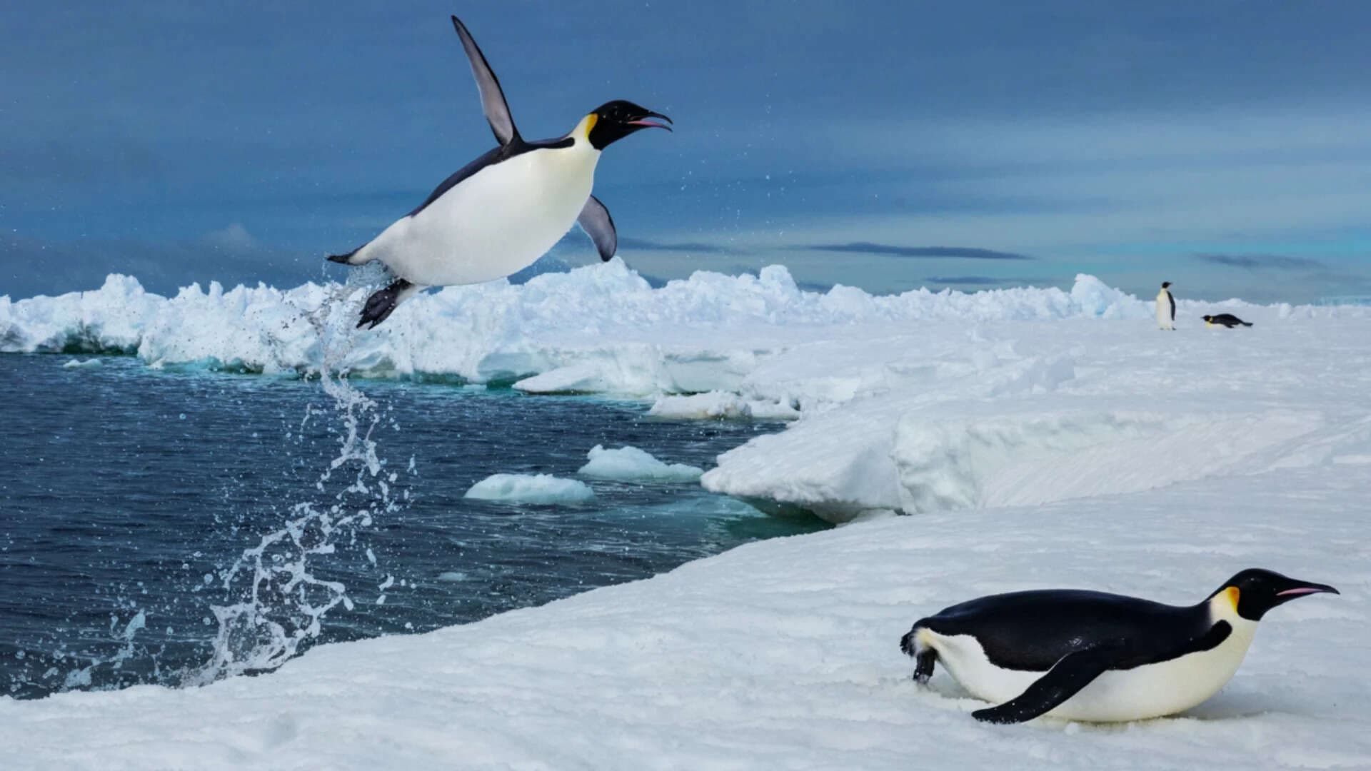 Scientists tracked 6,000 penguin dives beneath Antarctic sea ice and found that...