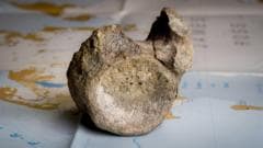 First dinosaur bone from Antarctica found in a drawer