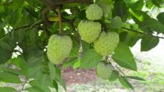 The rise of the fruit that tastes like custard