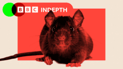 Ratmageddon: Why rats are overrunning our cities