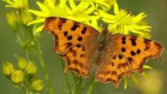 Butterfly numbers are dropping but here are five species you may see more of