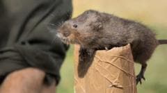 Endangered water voles introduced to reserve