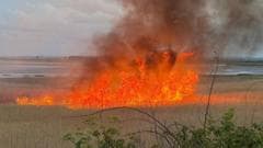 Fire at protected nesting site treated as arson