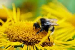 UK's bumblebees are struggling in heatwaves