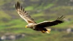 Britain's protected birds of prey still being shot, trapped and poisoned, says RSPB