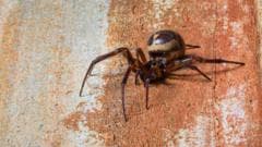 Is the bite of the false widow spider dangerous?
