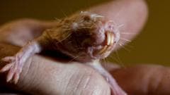 Naked mole rats' DNA could hold key to long life