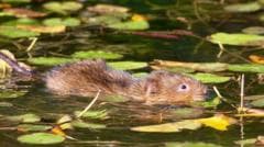 Water voles brought back to river after 20 years