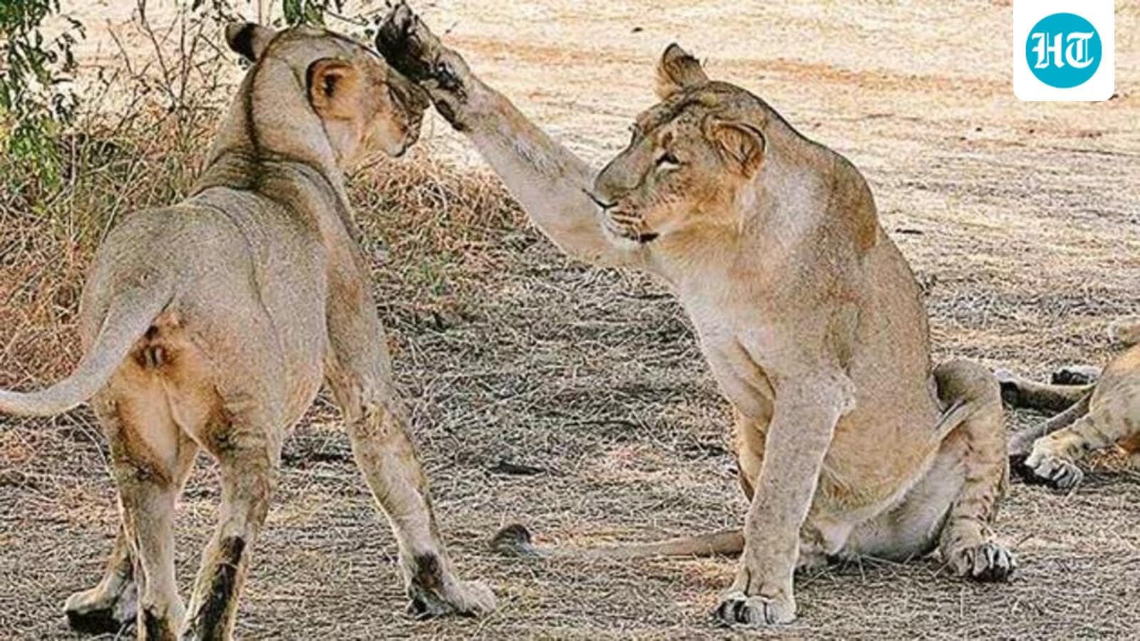 Tests rule out canine distemper, Babesia in recent Gir lion deaths: Gujarat min