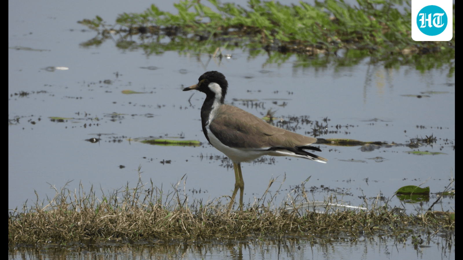 Uttar Pradesh bird sanctuary designated as Ramsar site, 100th such Indian wetland