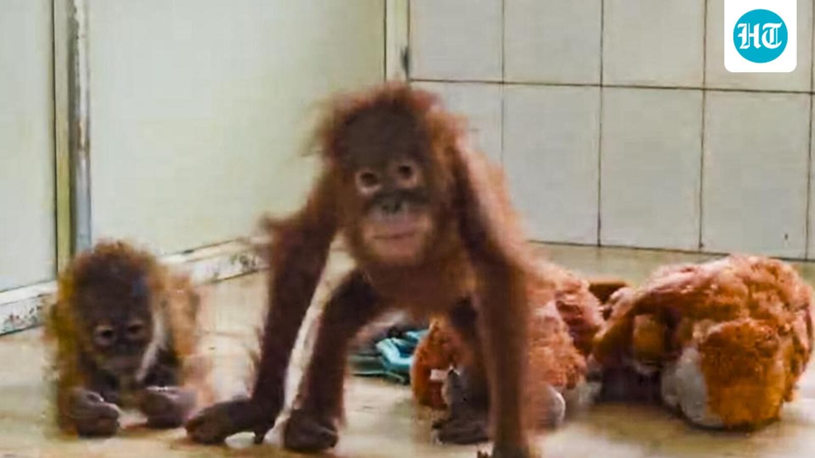 No breakthrough in probe into trafficking of five orangutans found in Odisha