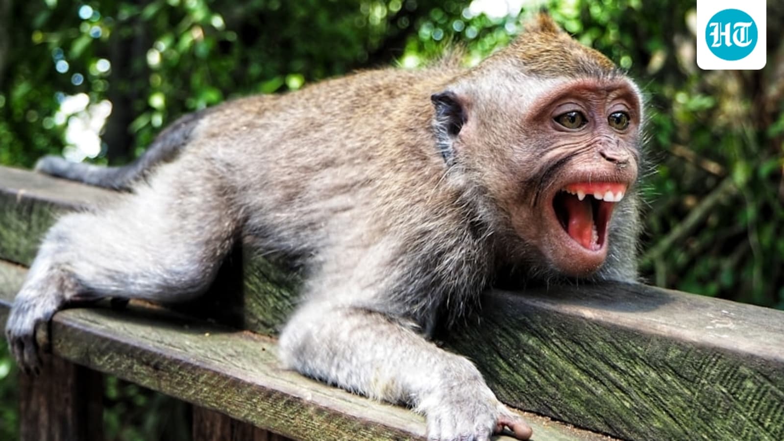 Delhi Zoo caretaker suffers severed finger, deep leg bites after monkey escapes enclosure; visitor also attacked